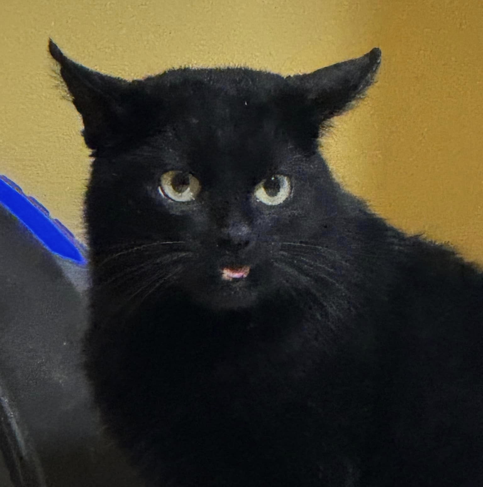 KEENAN Clear Creek Cat Rescue