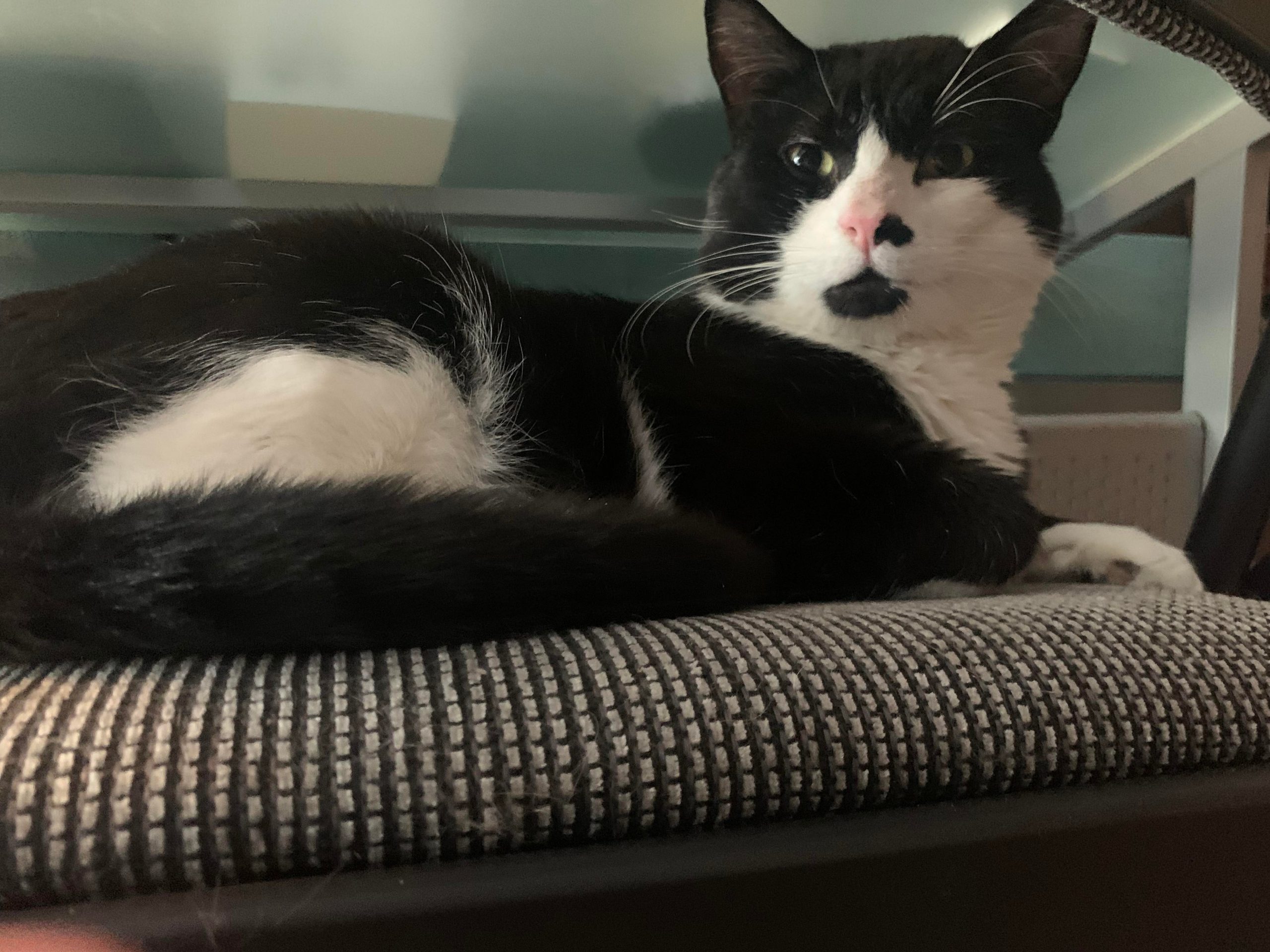 JEFFREY | Clear Creek Cat Rescue